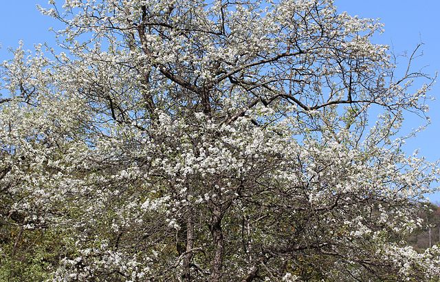 Callery Pear - Pyrus calleryana