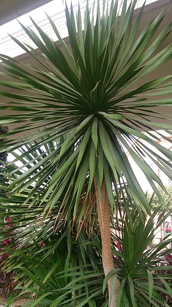 Canary Islands dragon tree (Dracaena draco)