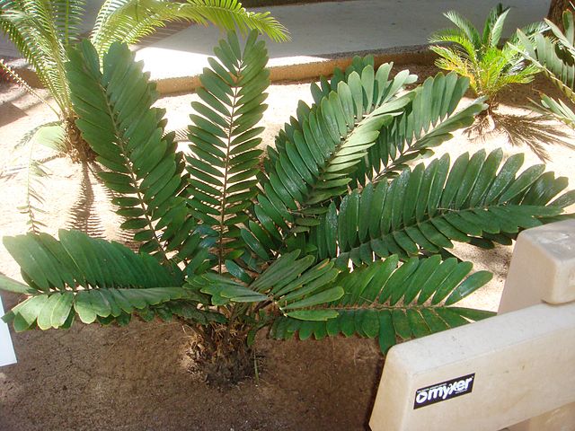 Cardboard Palm (Zamia Furfuracea)