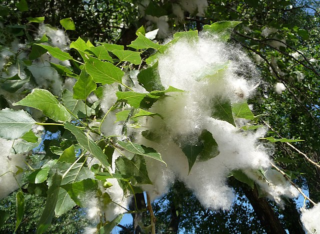 Cottonwood Tree