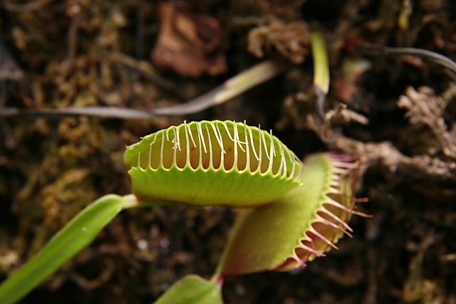 Dionaea Muscipula
