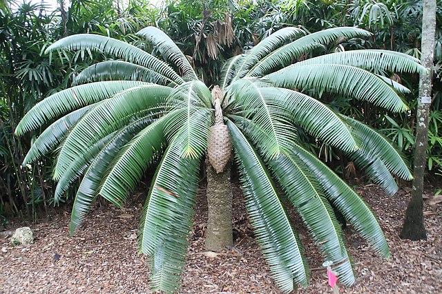 Gum palm (Dioon Spinulosum)