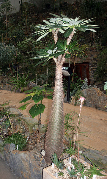 Madagascar Palm (Pachypodium Lamerei)