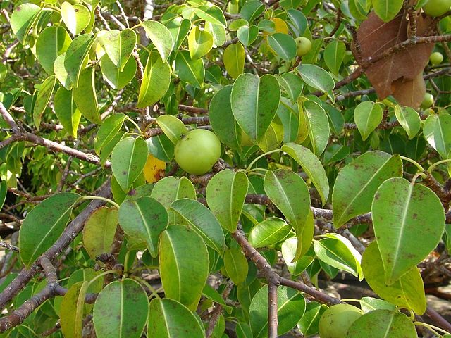 Manchineel Tree - Hippomane mancinella