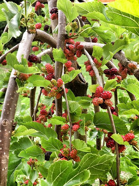 Mulberry Tree