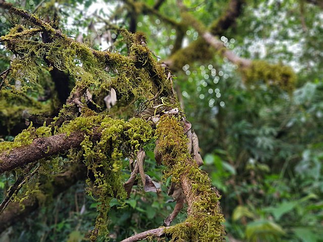 Parasitic Plants