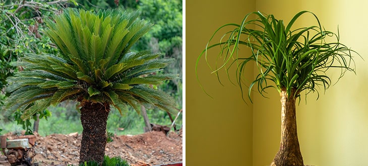 10 Plants That Look Like Palm Trees But Are Not