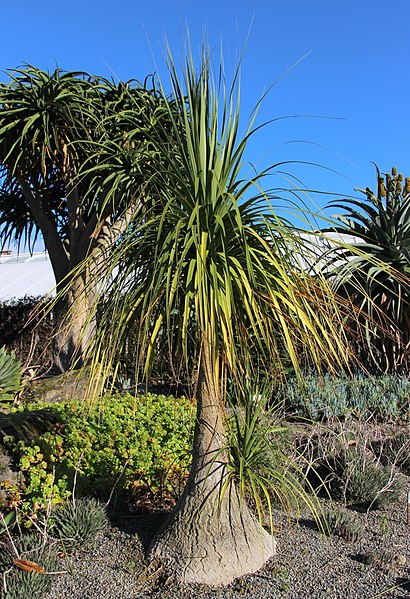Ponytail Palm (Beaucarnea Recurvata)