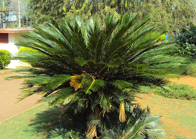 Sago Palm (Cycas Revoluta)