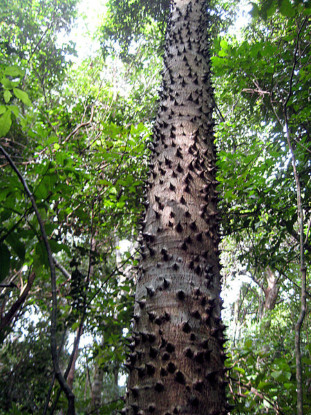  Sandbox Tree (Hura Crepitans)