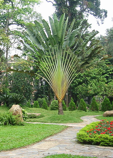 Travelers Palm (Ravenala Madagascariensis)