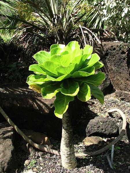 Vulcan Palm (Brighamia Insignis)