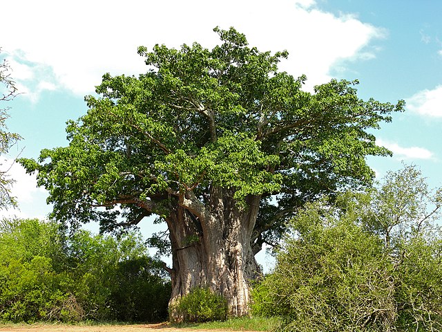 African Baobab (Adansonia Digitata)