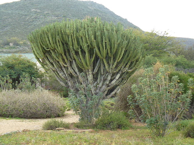Candelabra Tree (Euphorbia Ingens)