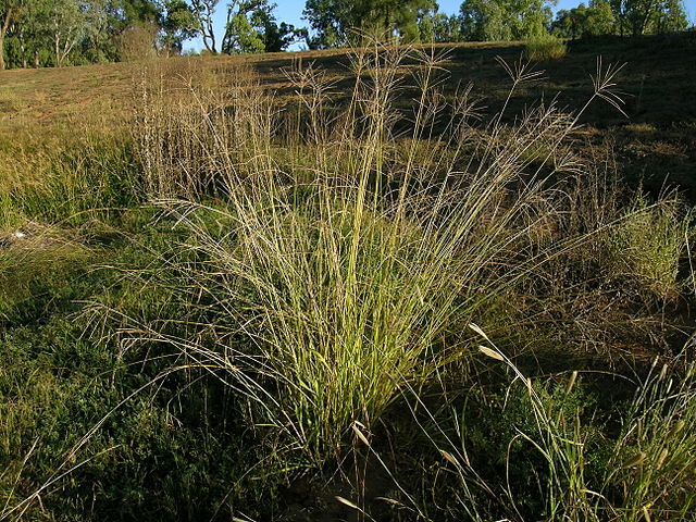 Digitgrass (Digitaria Eriantha)