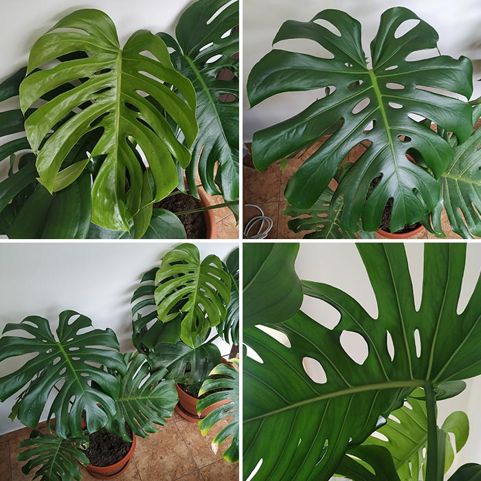 Monstera Deliciosa Leaves