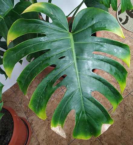 Monstera leaf yellowing