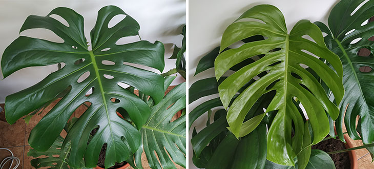 Monstera Leaves: Yellowing, Browning, Curling, Drooping