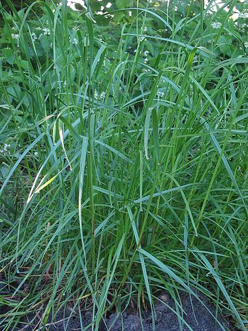 Perennial Ryegrass (Lolium perenne)