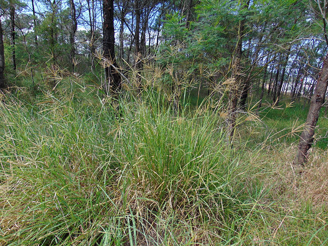 Rhodes Grass (Chloris Gayana)