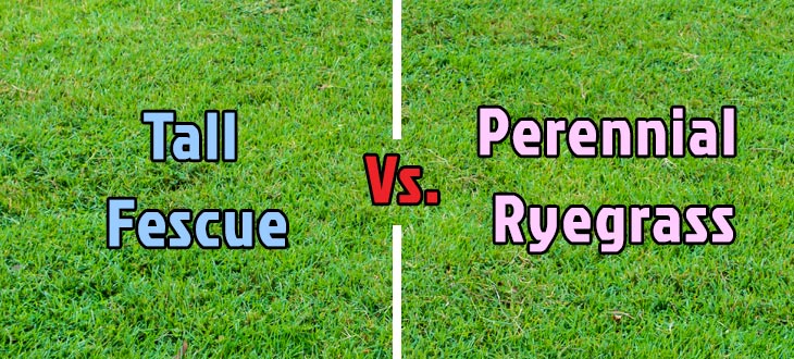 Tall Fescue Vs. Perennial Ryegrass: Comparison Between These Species