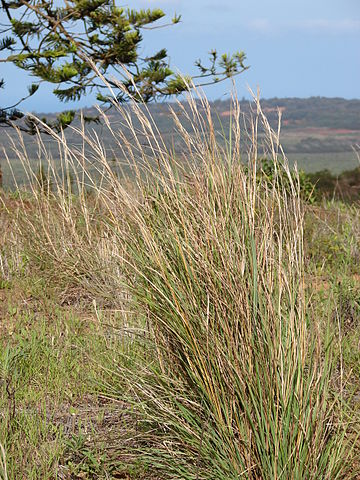 Thatching Grass (Hyparrhenia)