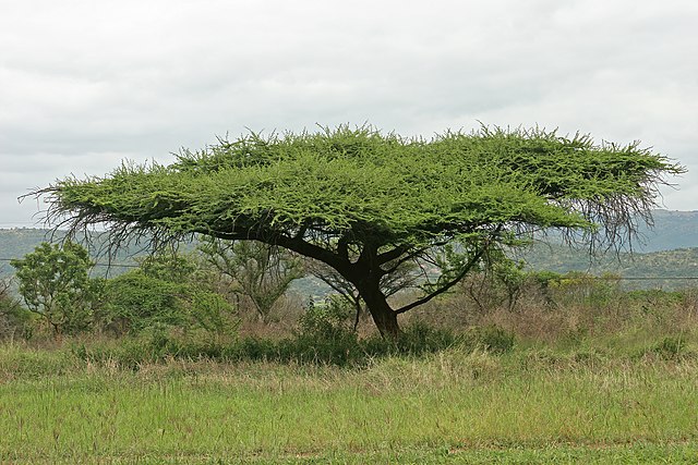 10 Plants That Grow In Savannas