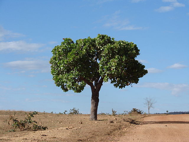 Wild Cashew Tree (Curatella Americana)