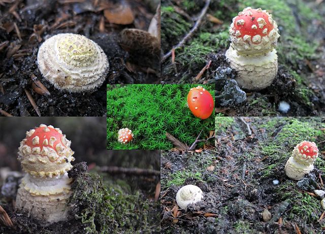 Amanita Muscaria Egg