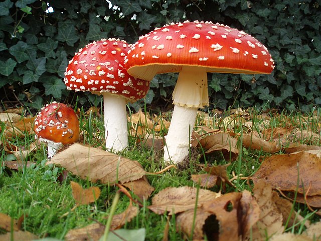 Red And White Mushrooms (Amanita muscaria)