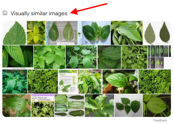 Google Image Search Visually Similar Images