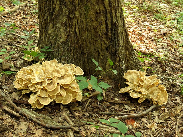 Hen-of-the-wood (Grifola Frondosa)