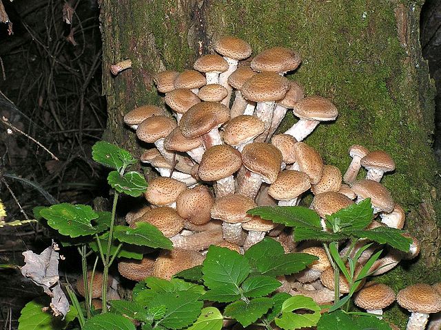 Honey Mushroom (Armillaria Mellea)