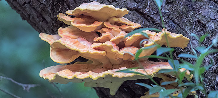10 Species Of Mushrooms That Grow On Trees