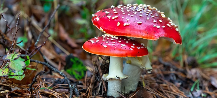 Amanita Muscaria: The Toxic Red And White Mushrooms