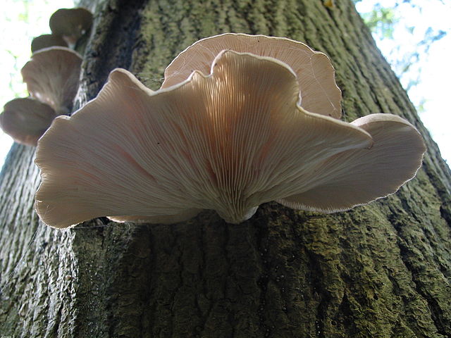 The Oyster Mushroom (Pleurotus Ostreatus)