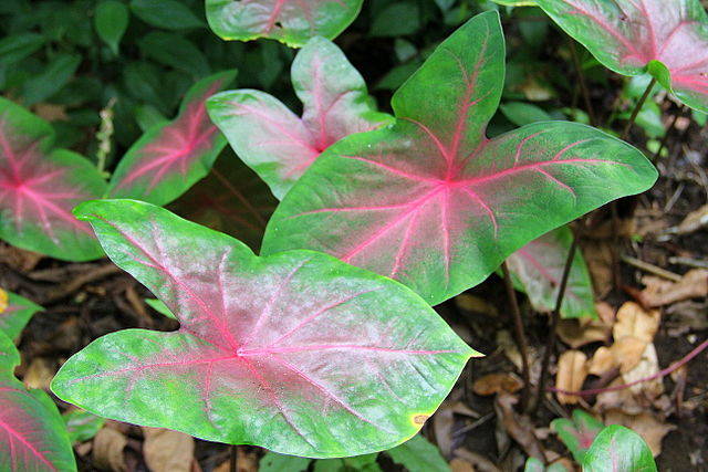 Caladium