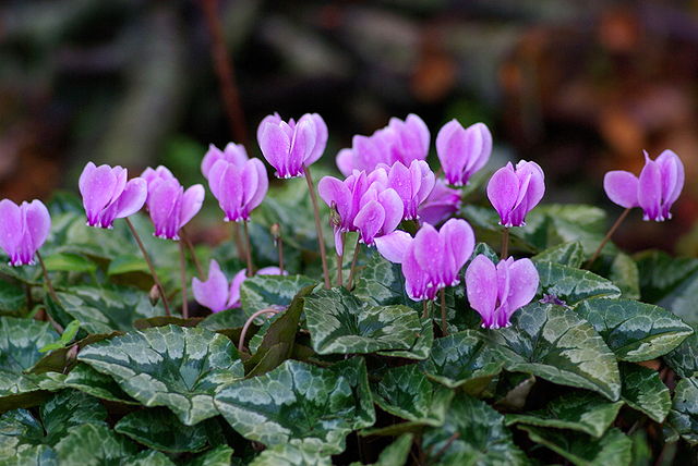 Cyclamen