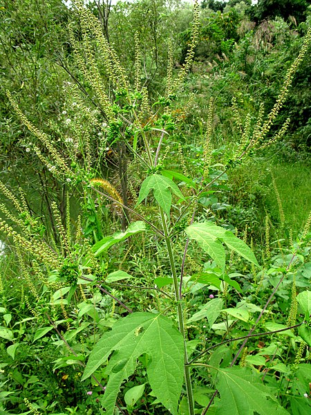Giant Ragweed (Ambrosia Trifida)