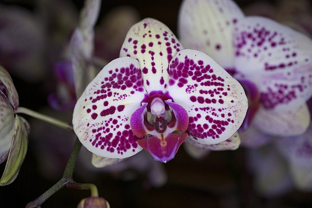 Orchid