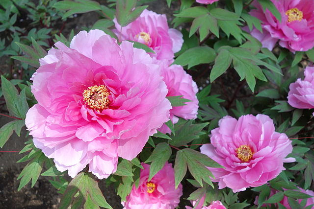 Peonies