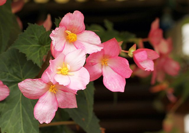 Tuberous begonias (Begonia × tuberhybrida)