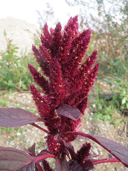 Amaranth