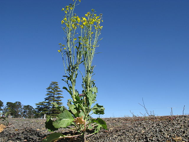Brassica napus plant
