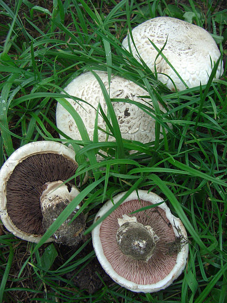 Button Mushroom (Agaricus Bisporus)