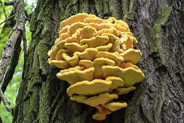 Chicken of the woods mushroom - Laetiporus sulphureus