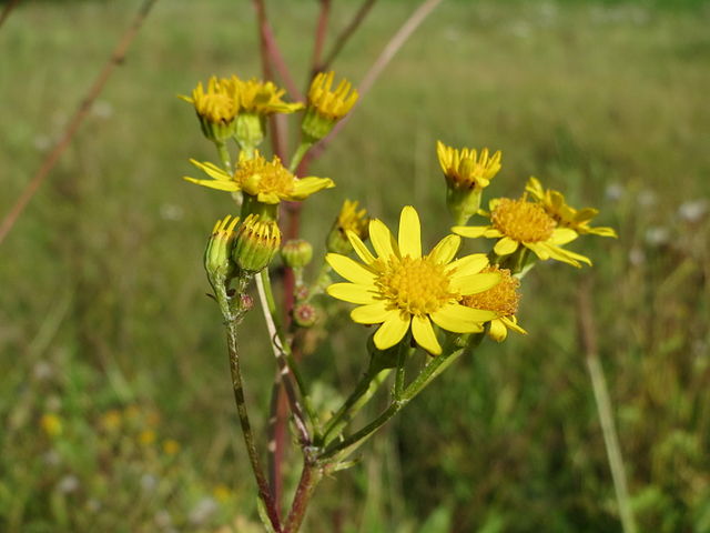 Common Ragwort (Jacobaea Vulgaris)