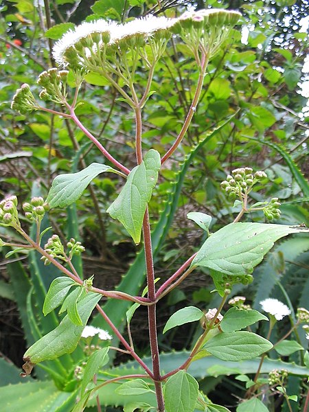 Crofton weed (Ageratina adenophora)