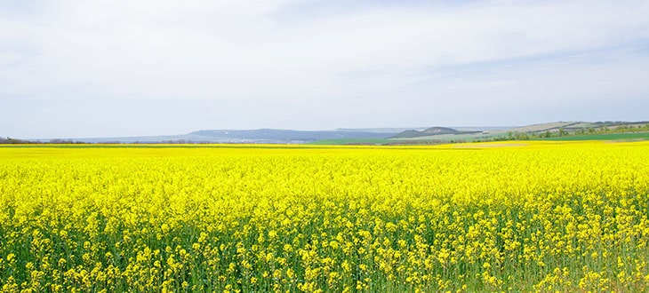 What are those fields of yellow flowers?