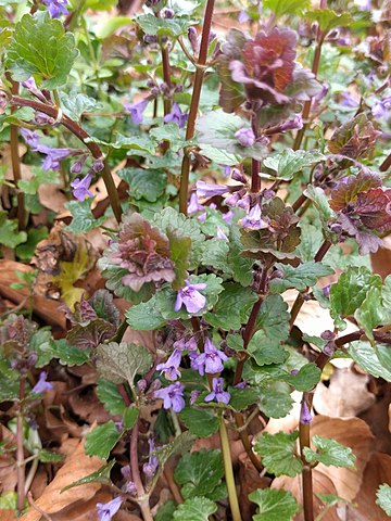 Ground ivy (Glechoma Hederacea)